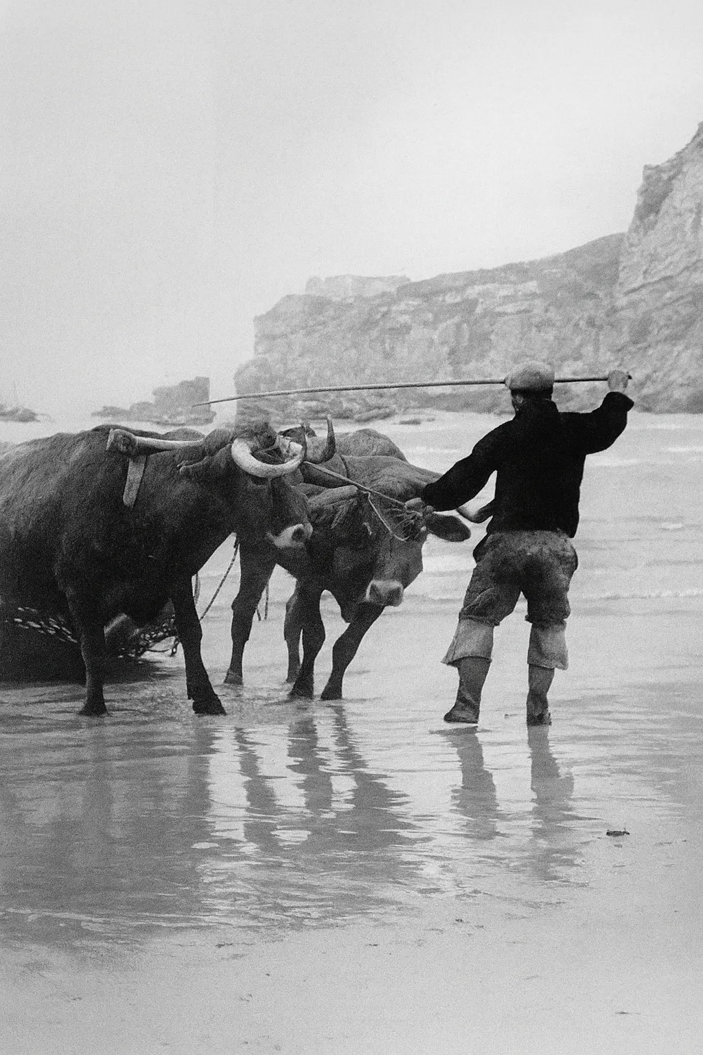 Scène traditionnelle à Nazaré avec bœufs et pêcheur sur la plage